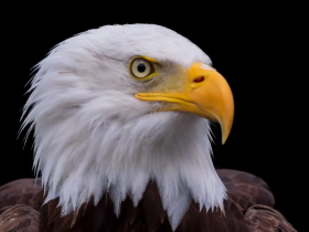 广东皇室念念不忘的王莽头是有什么特异之处